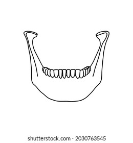 Lower human jaw with teeth, front view. Outline, anatomical, hand drawn illustration on white background. Vector Stock.