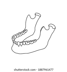 Lower human jaw with teeth. Outline, anatomical, hand drawn illustration on white background. Vector Stock.