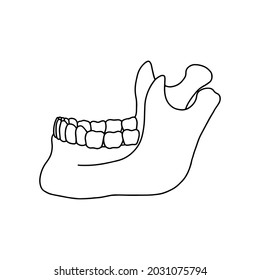 Lower human jaw with teeth, side view. Outline, anatomical, hand drawn illustration on white background. Vector Stock.