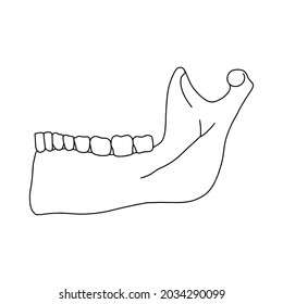 Lower human jaw with teeth, side view. Outline, anatomical, hand drawn illustration on white background. Vector Stock.