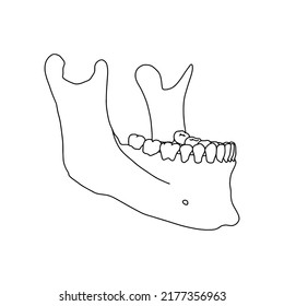 Lower human jaw with teeth, side view. Outline, anatomical, hand drawn illustration on white background. Vector Stock.