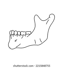 Lower human jaw with teeth, side view. Outline, anatomical, hand drawn illustration on white background. 