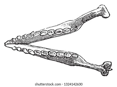 Lower jaw of the armadillo, vintage engraved illustration. From Deutch Vogel Teaching in Zoology.
