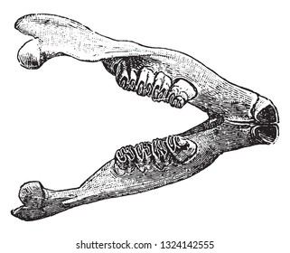 Lower jaw of the beaver, vintage engraved illustration. From Deutch Vogel Teaching in Zoology.
