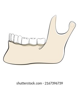 Lower Jaw Bone With Teeth One Line Drawing On White Isolated Background. Human Skull Vector Illustration