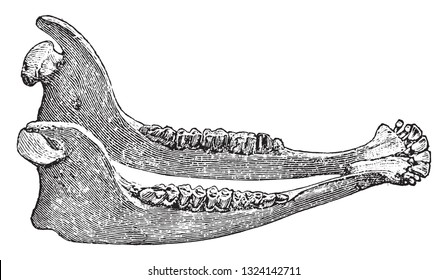 Lower jaw of the cattle, vintage engraved illustration. From Deutch Vogel Teaching in Zoology.
