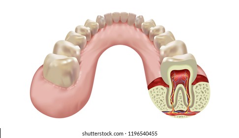 Lower jaw human teeth row, cross section of the right eighth tooth realistic view, vector illustration