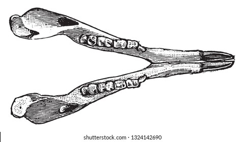 Lower jaw of the kangaroos, vintage engraved illustration. From Deutch Vogel Teaching in Zoology.
