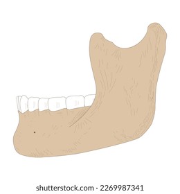 Lower jaw (mandible) is the skull bone.