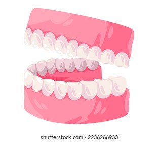 up and lower jaw mouth gums and teeth orthodonthic vector drawing illustration