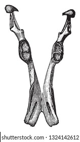 Lower jaw of the platypus, vintage engraved illustration. From Deutch Vogel Teaching in Zoology.
