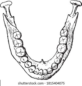 Lower jaw with teeth, From the Dictionary of Word and Things, 1888.