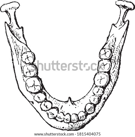 Lower jaw with teeth, From the Dictionary of Word and Things, 1888.