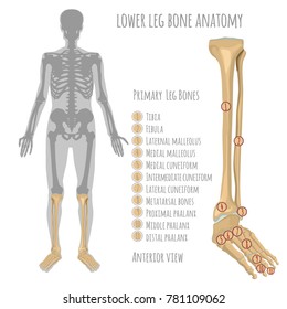 Lower leg bone anatomy. Anterior view with primary bones names. Vector illustration with human skeleton scheme isolated on a white background.