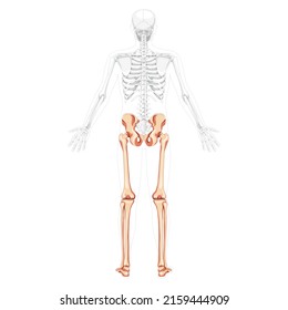 Lower limbs Human Pelvis with legs, Thighs Feet, ankles Skeleton back view with side open arm poses partly transparent body. Anatomy 3D realistic flat concept Vector illustration of isolated on white