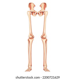 Lower limbs Human Pelvis with legs, Thighs Feet, ankles Skeleton front Anterior ventral view. Anatomically correct 3D realistic flat natural color Vector illustration of isolated on white background