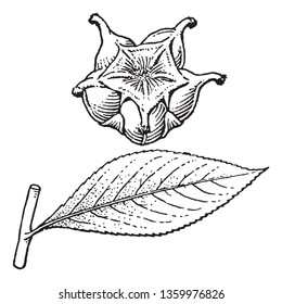 The lower portion of the stem is smooth, but the curved branching is covered in glandular hair. The fruit is a star shaped capsule consisting of 5 carpels united, vintage line drawing or engraving