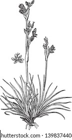 El grupo inferior de hojas, y las hojas son muy delgadas y largas, las hojas se unen a las raíces, un tallo se va recto, las flores crecen en el tallo, el dibujo de la línea vintage o la ilustración de grabado.
