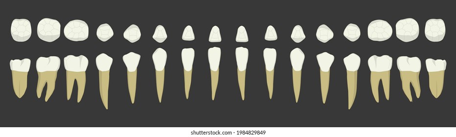 Lower Teeth Anatomy Chart Dental Vector Medical Dentist Realistic Set White Tooth Illustrations Artwork 