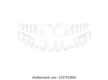 Lower and upper jaw white healthy teeth, realistic template vector illustration isolated on white background. Human teeth for orthodontic and dental clinic.