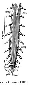 Lowered end of the spinal cord and the cauda equina dorsal aspect, vintage line drawing or engraving illustration.