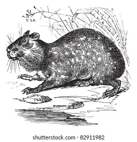 Lowland Paca or Cuniculus paca or Spotted Paca or Agouti paca or Paca, vintage engraving. Old engraved illustration of Lowland Paca in the meadow. Trousset encyclopedia (1886 - 1891).