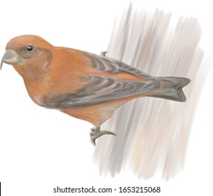 Loxia curvirostra ist auf der Vektorillustration