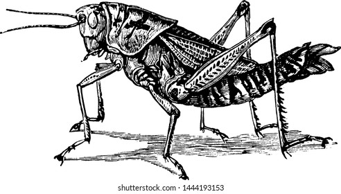 Lubber Grasshopper, vintage engraved illustration.