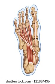 Lubricals - Anatomy of leg and foot human muscular and bones system
