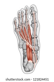 Lubricals - Anatomy of leg and foot human muscular and bones system