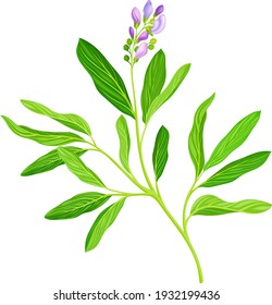 Lucerne or Alfalfa Plant Having Elongated Leaves and Clusters of Small Purple Flowers Vector Illustration