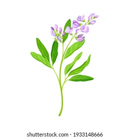 Lucerne or Alfalfa Plant Having Elongated Leaves and Clusters of Small Purple Flowers Vector Illustration