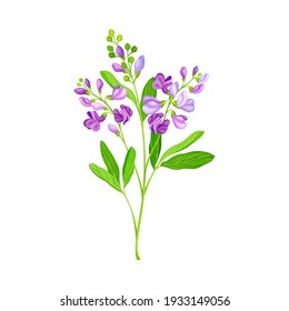 Lucerne Or Alfalfa Plant Having Elongated Leaves And Clusters Of Small Purple Flowers Vector Illustration