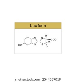 Luciferina diagrama de estrutura esquelética.Molécula orgânica molécula composta ilustração científica.