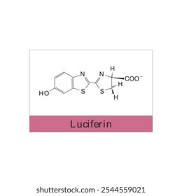 Luciferina diagrama de estrutura esquelética.Molécula orgânica molécula composta ilustração científica.