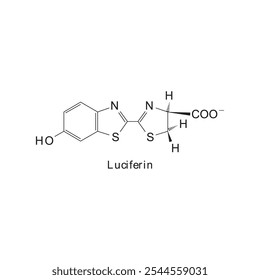 Luciferina diagrama de estrutura esquelética.Molécula orgânica molécula composta ilustração científica.