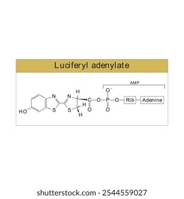 Luciferiladenilato esquelético estrutura diagrama.Molécula orgânica composto molécula ilustração científica.