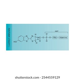 Luciferiladenilato esquelético estrutura diagrama.Molécula orgânica composto molécula ilustração científica.