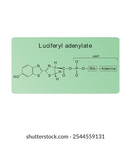 Luciferiladenilato esquelético estrutura diagrama.Molécula orgânica composto molécula ilustração científica.
