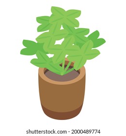 Luck plant pot icon. Isometric of Luck plant pot vector icon for web design isolated on white background