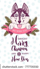 Lucky husky dog sticks out its tongue. Ribbon and fir branches.