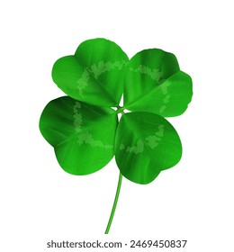 Lucky shamrock Leaf. Realistic 3d Isolated four leaves clover, green Ireland floral symbol vector illustration on white background