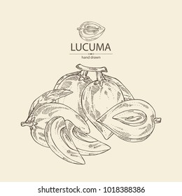 Lucuma: fruit, lucuma slice and leaves. Super food. Vector hand drawn illustration