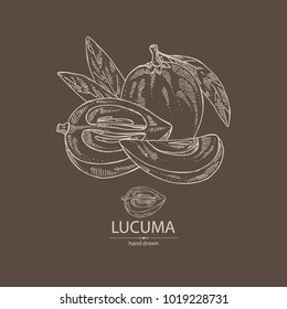 Lucuma: fruit, lucuma slice and leaves. Super food. Vector hand drawn illustration