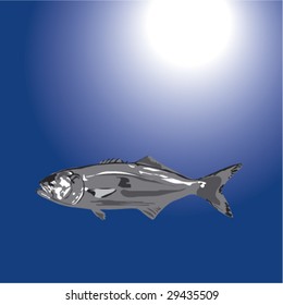 Lufer from Turkish waters, Pomatomus saltatrix