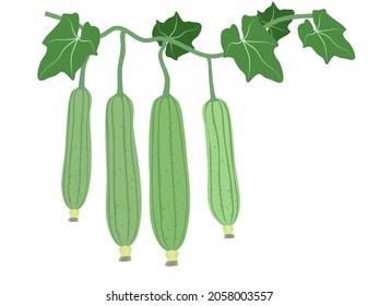 Luffa acutangula or  zucchini in Thailand. vector