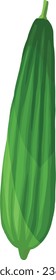 Luffa. Chinese Okra. Sponge Gourd. Asian Vegetable Illustration Vector.