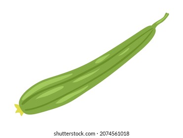 Luffa Cylindrica, Sin Qua, Sponge Gourd, Thai Zucchini. Cooking Ingredient, Fresh Vegetable. Healthy Vegetarian Food. Flat Vector Illustration. 