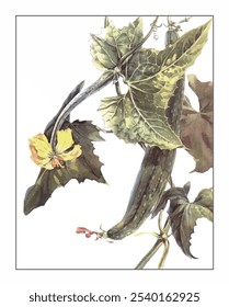 Luffa cyllindrica, hand-painted floral and botanical painting, hand-painted herbal painting, natural herbs.