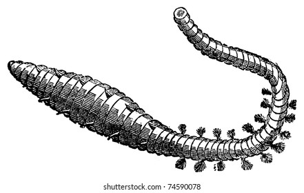 Lugworm, sandworm or arenicola marina old engraving. Old engraved illustration of a sand worm.